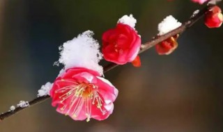 梅花的作用 梅花的作用和特点