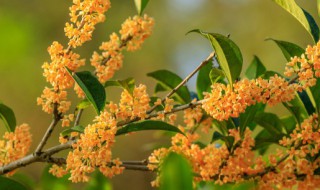 桂花在什么季节开放 桂花在什么季节开放花