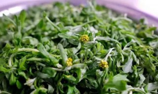 鼠曲草可以炒着吃吗（鼠曲草直接炒着吃）
