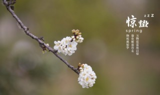 惊蛰适合种什么农作物（惊蛰前后适合种什么蔬菜）