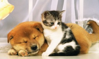 怎么去除木地板上的猫尿 猫尿在地板上怎么去除