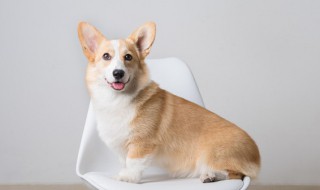 如何判断狗的性别（如何鉴别狗的性别）