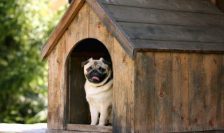 如何给幼犬断奶 幼犬断奶后怎么喂养