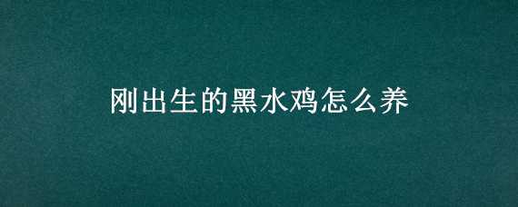 刚出生的黑水鸡怎么养