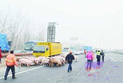 交警与养护人员充当起了放猪人