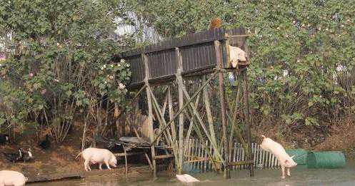 湖南朱永华跳水养猪