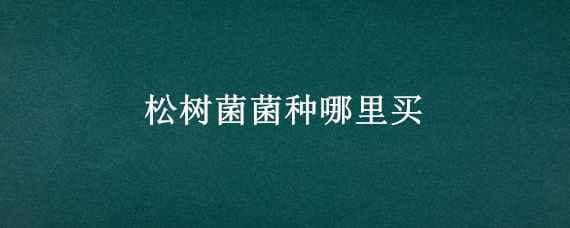 松树菌菌种哪里买 松树蘑菇菌那里能买到