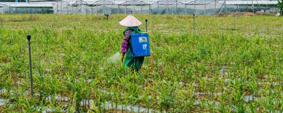 跳甲虫用什么农药才能根治 跳甲虫用什么农药最好