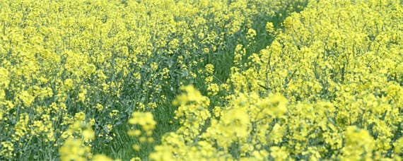 直播油菜田封闭除草剂用法（油菜直播后打啥除草剂）