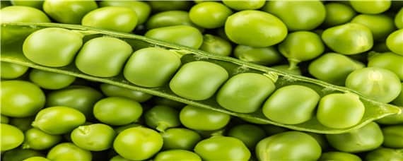 越冬豌豆的种植方法和时间 越冬豌豆种植技术和种植时间