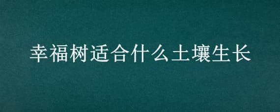 幸福树适合什么土壤生长 幸福树的土壤要求