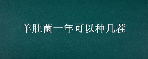 羊肚菌一年可以种几茬 野生羊肚菌一年生长几次