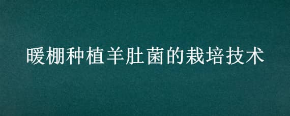 暖棚种植羊肚菌的栽培技术（羊肚菌冷棚栽培技术）