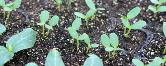 如何种西瓜 如何种西瓜种子视频