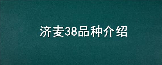 济麦38品种介绍 济麦38小麦品种简介