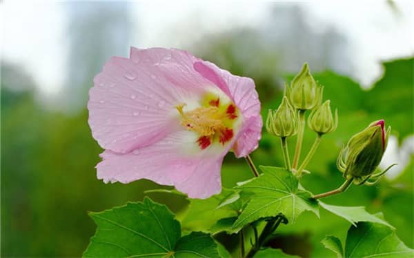 芙蓉花花期可以施肥吗，有哪些注意事项