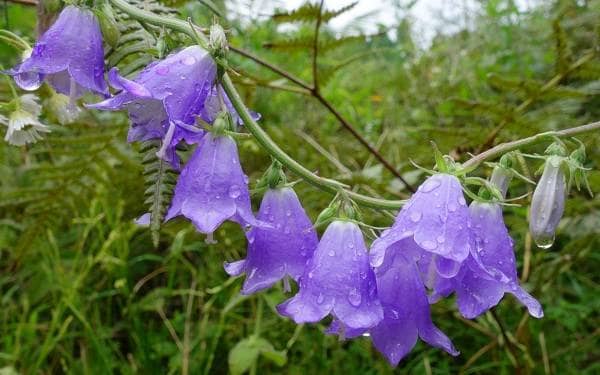 快到秋季了适合养什么花 秋冬季适合养什么花