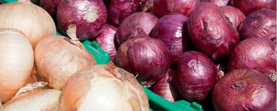 河北洋葱育苗时间（河南洋葱育苗时间）