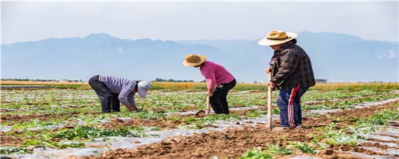 西瓜病虫害有哪些 西瓜病虫害有哪些危害