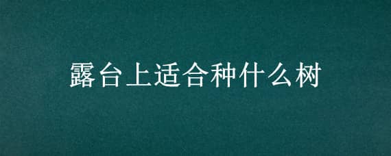 露台上适合种什么树（在露台适合种什么树）