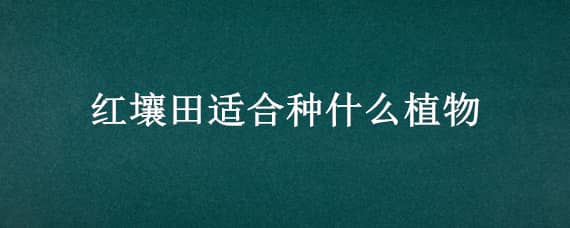 红壤田适合种什么植物 红土壤适合种植什么