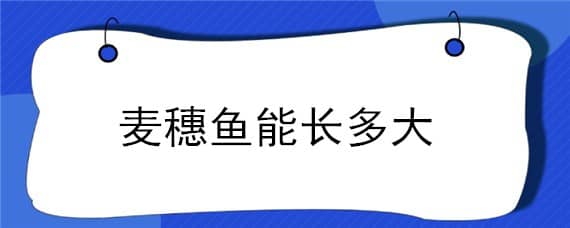 麦穗鱼能长多大（麦穗鱼可以长多大）