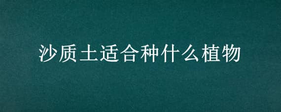 沙质土适合种什么植物 沙质土适合种什么植物图片