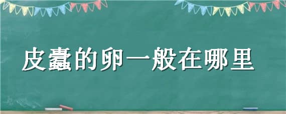 皮蠹的卵一般在哪里 皮蠹的卵能看到吗