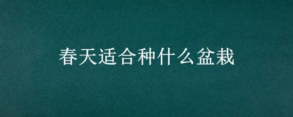 春天适合种什么盆栽（春天适合种什么盆栽水果）