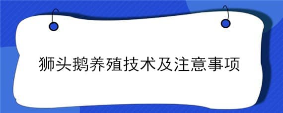 狮头鹅养殖技术及注意事项（狮头鹅的养殖方法和技术）