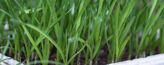 北京地区韭菜移栽时间 北京韭菜种植时间及方法