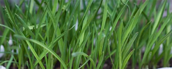 韭菜种植技术 独根红韭菜种植技术