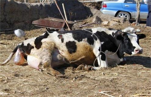 新生犊牛死亡原因及预防措施（犊牛急性死亡的原因）