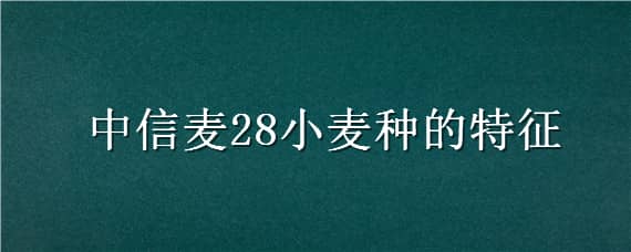 中信麦28小麦种的特征（中信78小麦新品种的特性）