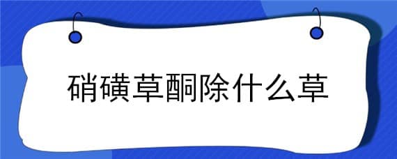 硝磺草酮除什么草 硝磺草酮都管什么草