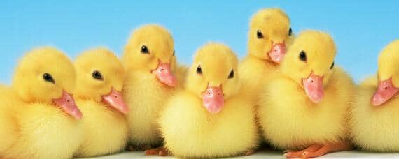 小鸭子站不起来是什么原因 小鸭子站不起来是什么原因,应该吃什么药