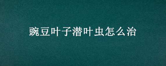 豌豆叶子潜叶虫怎么治 豌豆叶子潜叶虫怎么治好