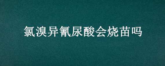 氯溴异氰尿酸会烧苗吗 氯溴异氰尿酸会烧苗吗?