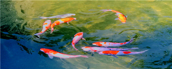 红白锦鲤怎么挑选 红白锦鲤怎么挑选好的绯