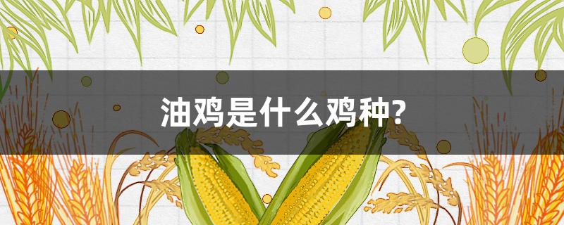 油鸡是什么鸡种? 油鸡长什么样