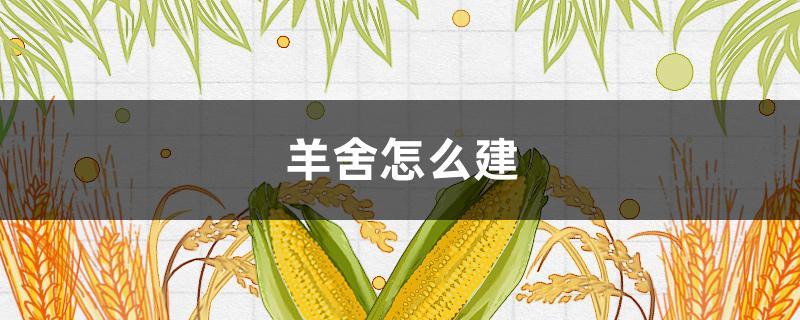 羊舍怎么建（羊舍怎么建便宜好用图）