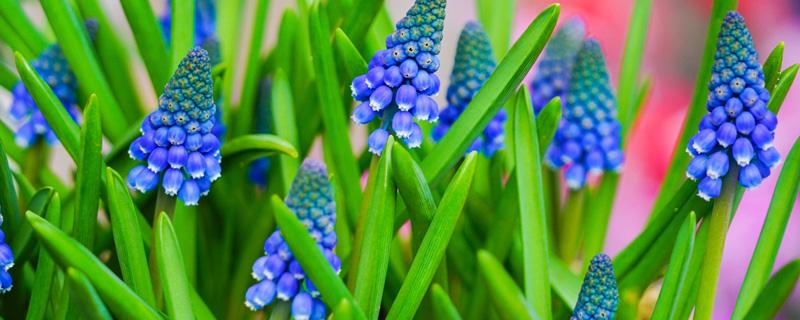 紫色风信子花语 紫色风信子花语图片