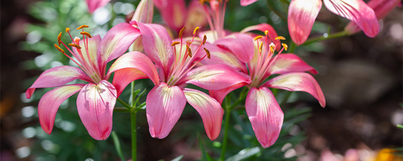 百合花一年开几次花期 百合花一年开几次花期什么花下半年好样