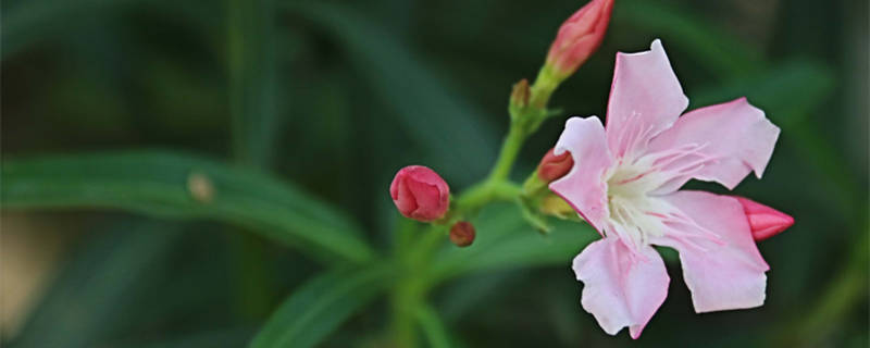 白花夹竹桃有毒吗（夹竹桃白色花有毒吗）