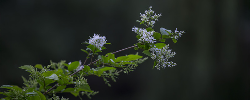 九里香花语 九里香花语象征与寓意