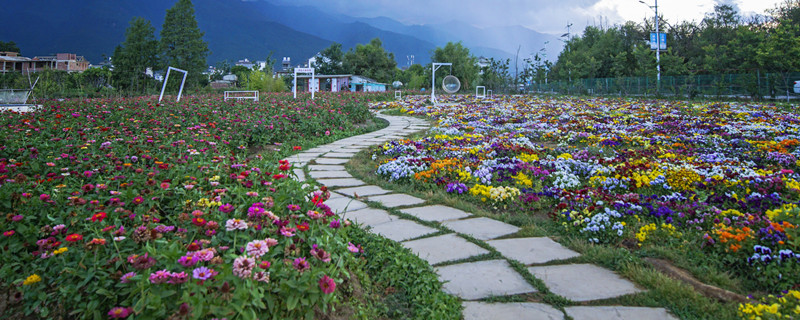 米兰花怎么养（米兰花怎么养才香）