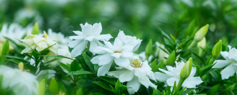 栀子花一年开几次花 达摩栀子花一年开几次花