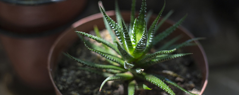 室内植物有哪些好养（室内植物有哪些好养图片）