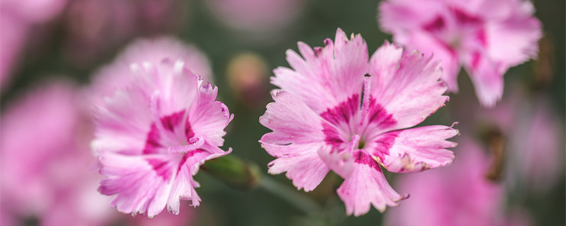 石竹花语（日本石竹花语）