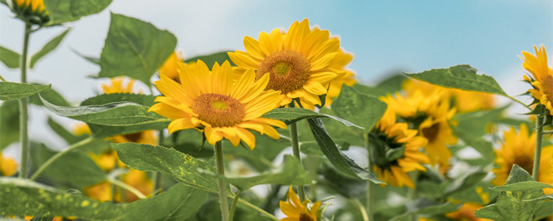 太阳花的花语是什么（太阳花的花语是什么,象征了什么?）